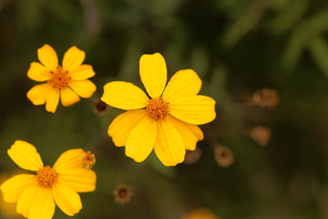 Lemmons marigold (Tagetes lemmonii)