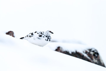 Ptarmigan in snow in Scotland - 182094228