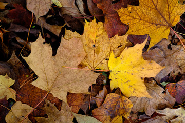 Ground Leaves