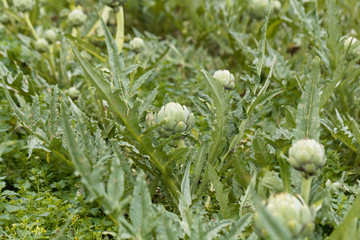 Cardoon plants in a field.