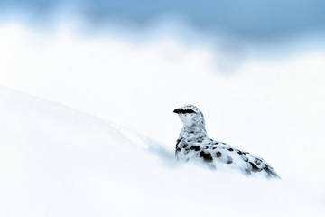 Ptarmigan in snow in Scotland