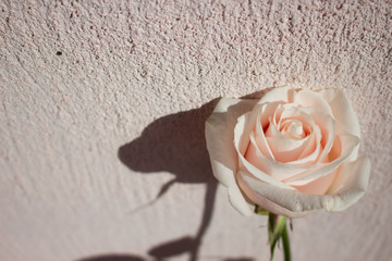 Rose. One white rose. Elegant white flower.
