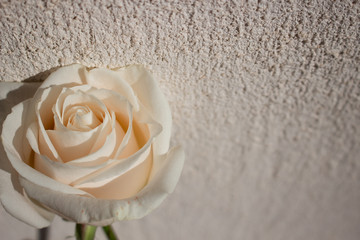 Rose. One white rose. Elegant white flower.
