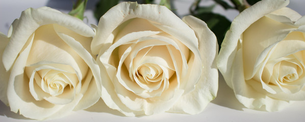 Rose. Three white roses. Elegant white flower.
