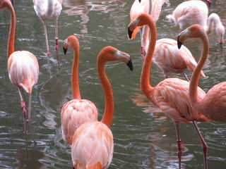 Fototapeta na wymiar Flamingos im Wasser