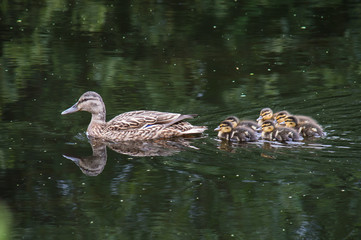 Dick and ducklings on a river