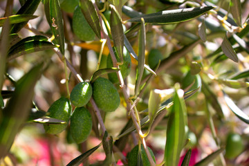 Olive. Fresh olives fruits. Green olive tree. Mediterranean plant.