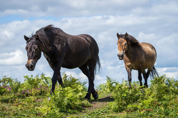Exmoor pony pair
