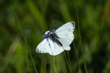 Green-veined White butterfly on a single Cuckoo flower
