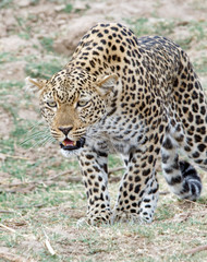 Fototapeta na wymiar Leopard on the prowl in south luangwa, zambia