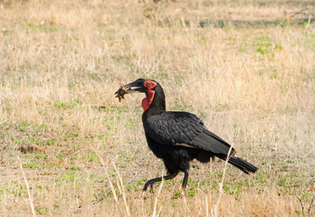 Ground Hornbill (Bucorvus leadbeateri) walking on the african plains with nesting material in it's beak, south luangwa, zambia