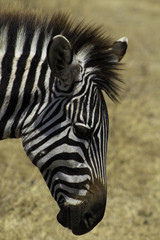 Side Profile View Portrait shot of Lone Zebra Head and Face. High Resolution detail in stripes, ears, eyelashes, nose and mouth. Savannah in background