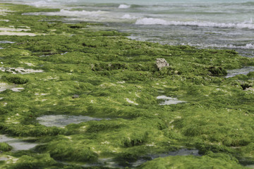 Macro Abstract Photography Shot of Algae on Beach Shoreline in Stone Town, Zanzibar, Tanzania. Tiny Tidepools with Seawater among Bright Greens and Blues.