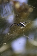 A Close-up Macro Shot of a Spider Standing on its Web in a Tree with a Colorful Background. Taken in Egypt.
