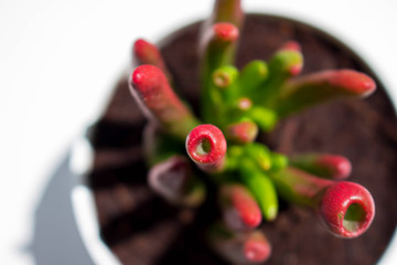 Cactus. Green desert plant. Tropical flower. Macro.