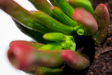 Cactus. Green desert plant. Tropical flower. Macro.