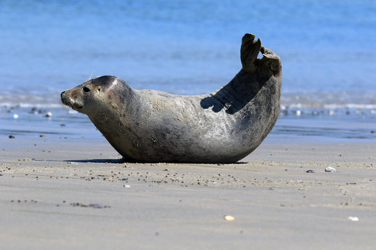 Gymnastische Robbe am Strand