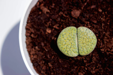 Cactus. Green desert plant. Tropical flower. Macro.