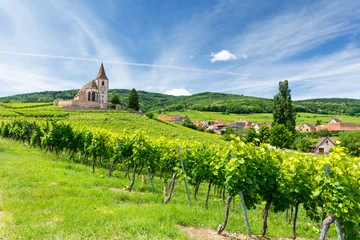 Rolgordijnen oude kerk en wijngaarden in het dorp Hunawihr in de Elzas, Frankrijk © lukaszimilena