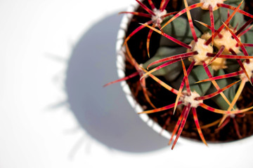 Cactus. Green desert plant. Tropical flower. Macro.