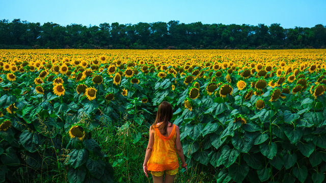 Fototapeta Young woman in the big field of sunflowers