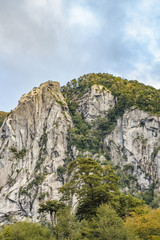 Patagonia Forest Landscape, Chile