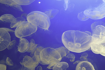 A group of white jellyfish swimming in a clear blue aquarium in Vancouver