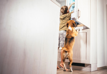 Boy and beagle dog look something delicious  in refrigerator