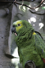 A closeup of an isolated green macaw parrot in the Vancouver Zoo