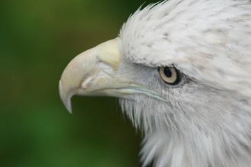 Deail of the white head of an eagle showing the beak, the eye and feathers