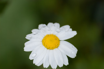 Fototapeta premium Daisy in isolated blur background