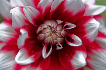 Red and white Dahlia (Dahlia x hortensis)