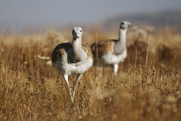 Great Bustard, Otis tarda, Hungary, Europe