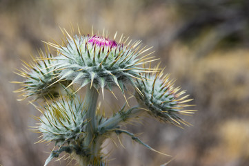 Thistle