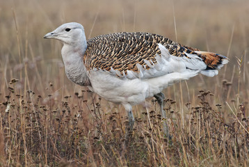 Great Bustard, Otis tarda, Hungary, Europe