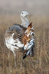 Great Bustard, Otis tarda, Hungary, Europe