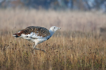 Great Bustard, Otis tarda, Hungary, Europe