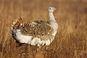 Great Bustard, Otis tarda, Hungary, Europe