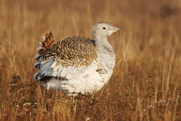 Great Bustard, Otis tarda, Hungary, Europe