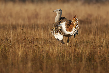 Great Bustard, Otis tarda, Hungary, Europe