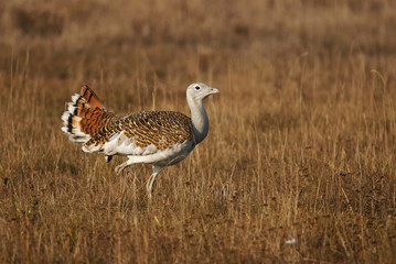 Great Bustard, Otis tarda, Hungary, Europe