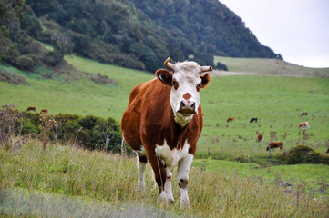 Fototapeta na wymiar Cow in a hill