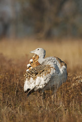 Great Bustard, Otis tarda, Hungary, Europe