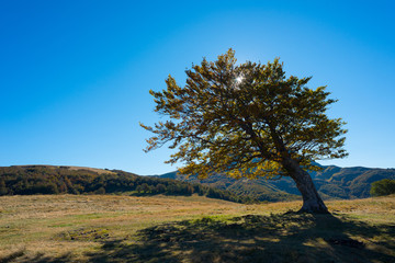 Albero solitario