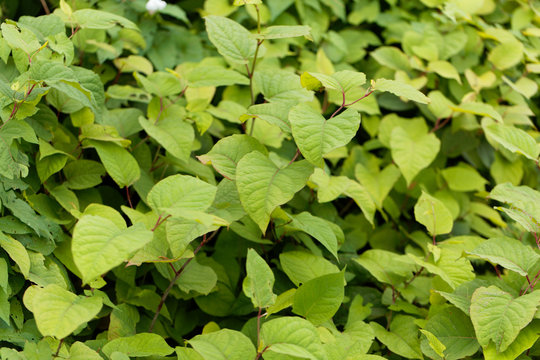 Asian Knotweed (Fallopia Japonica)