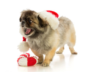 Pekingese dog with Santa's hat