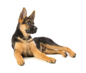 Puppy german shepherd