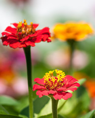 Zinnia Beauty