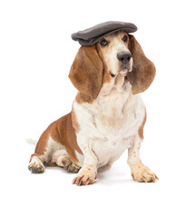 Basset hound