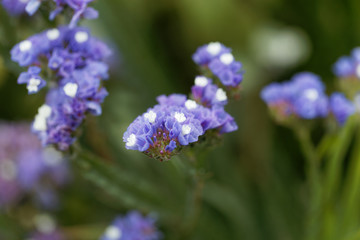 Sea lavender (Limonium sinuatum)